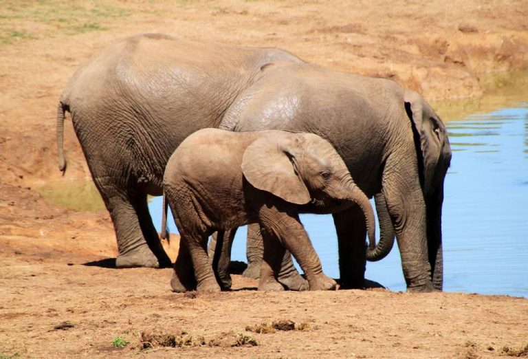 Rencontrez les Big Five : Les stars incontestées de la faune africaine